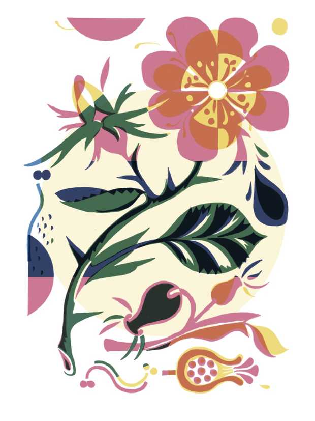 Illustration von einem Rosenstrauch mit Dornen und Knospen.