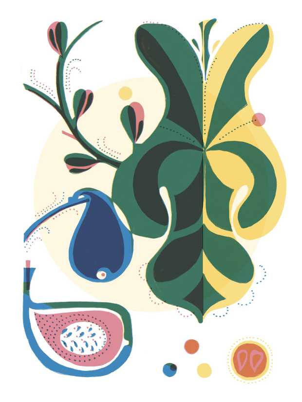 Illustration von einem Feigenblatt und einer Feigenfrucht.